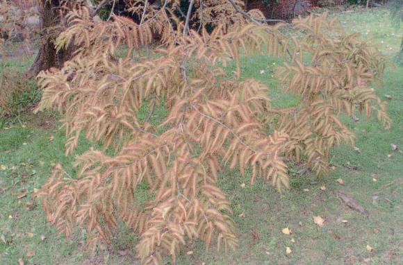 T12098 Metasequoia glyptostroboides