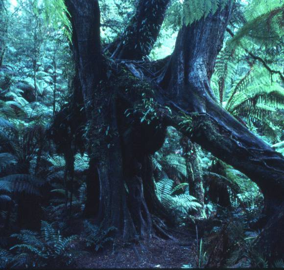 T11054 Nothofagus cunninghamii