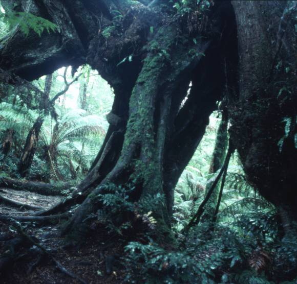 T11054 Nothofagus cunninghamii