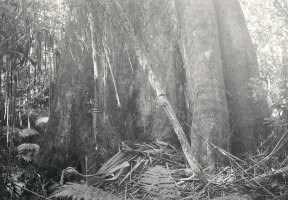 T11055 Eucalyptus regnans