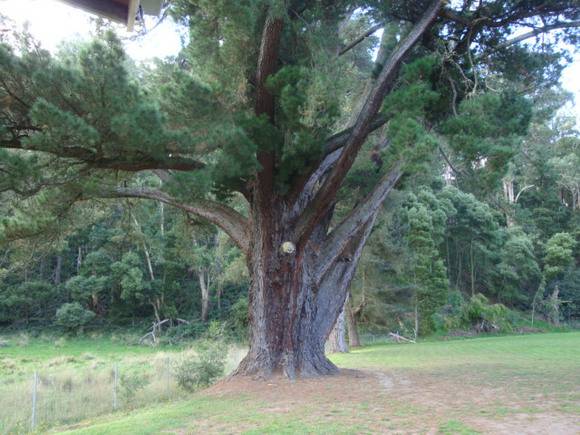 T11337 Pinus radiata