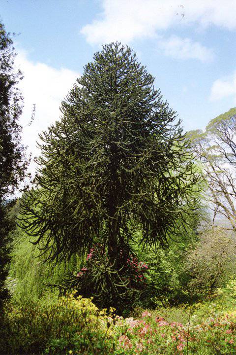 T11675 Araucaria auraucana 