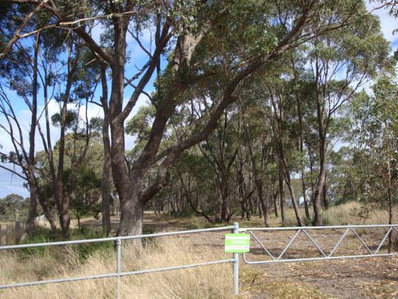 T11420 Eucalyptus microcarpa