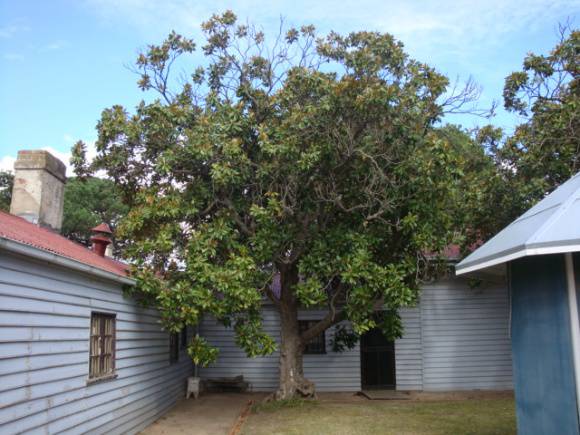 T11419 Magnolia grandiflora