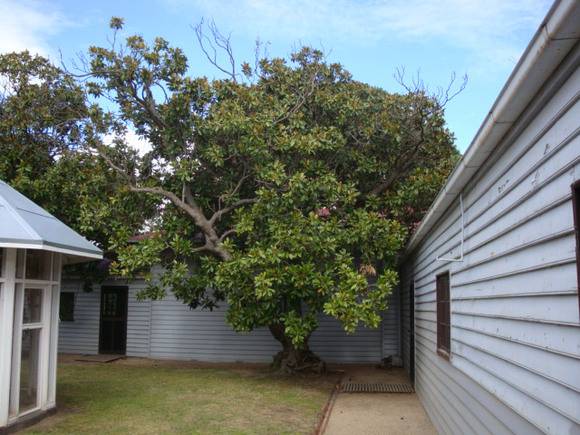 T11419 Magnolia grandiflora