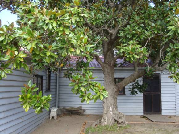 T11419 Magnolia grandiflora