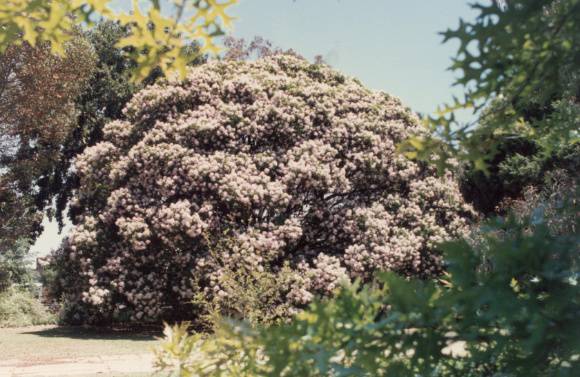 T11248 Calodendron capense