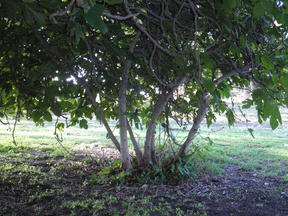 T12097 Ficus carica subspecies carica