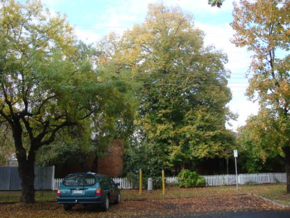 T11971 Tilia x europaea 