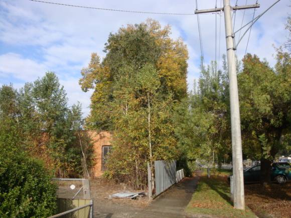 T11971 Tilia x europaea