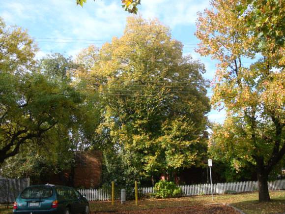 T11971 Tilia x europaea