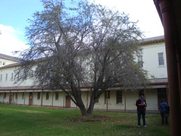 T11275 Crataegus coccinea