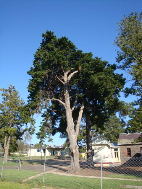 T11423 Hesperocyparis macnabiana