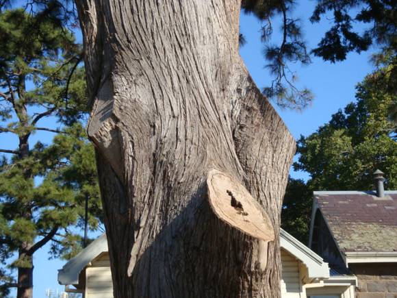 T11423 Hesperocyparis macnabiana trunk