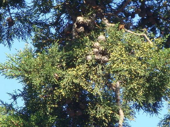 T11423 Hesperocyparis macnabiana leaves and seeds
