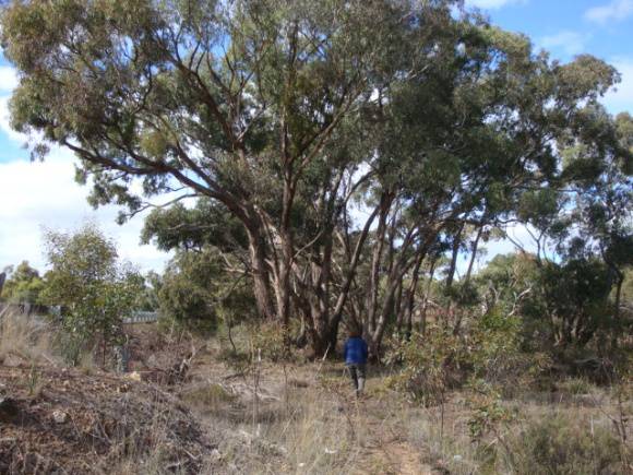 T11161 Eucalyptus melliodora