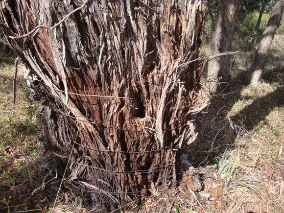 T11161 Eucalyptus melliodora trunk