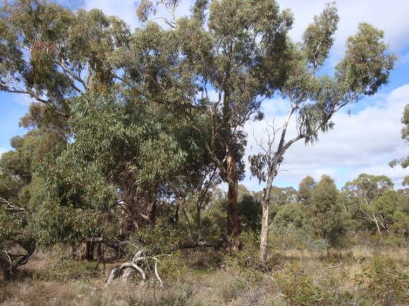 T11161 Eucalyptus melliodora western tree