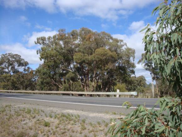 T11161 Eucalyptus melliodora