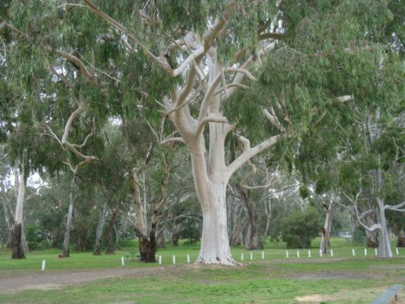 T12040 Corymbia citriodora 