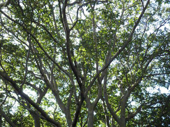 T11248 Calodendrum capense