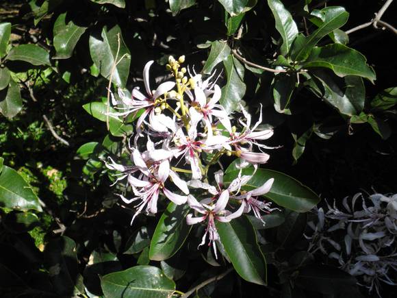 T11248 Calodendrum capense