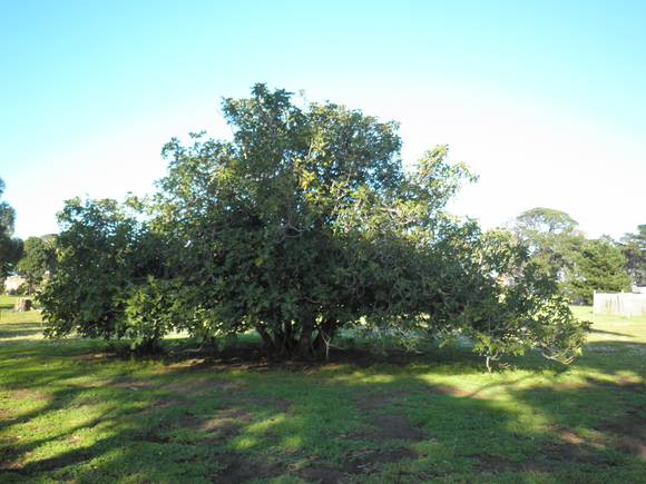 T12097 Ficus carica subspecies carica