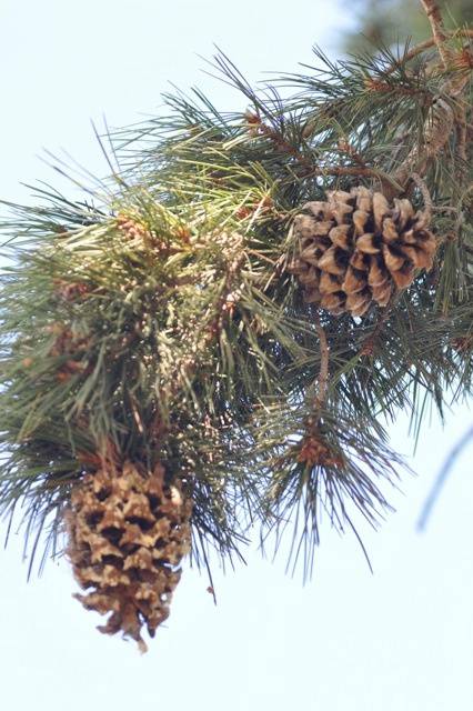 T11249 Pinus gerardiana 