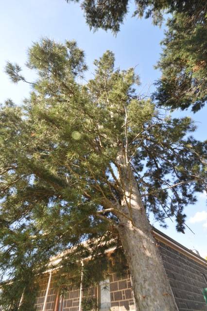 T11249 Pinus gerardiana 