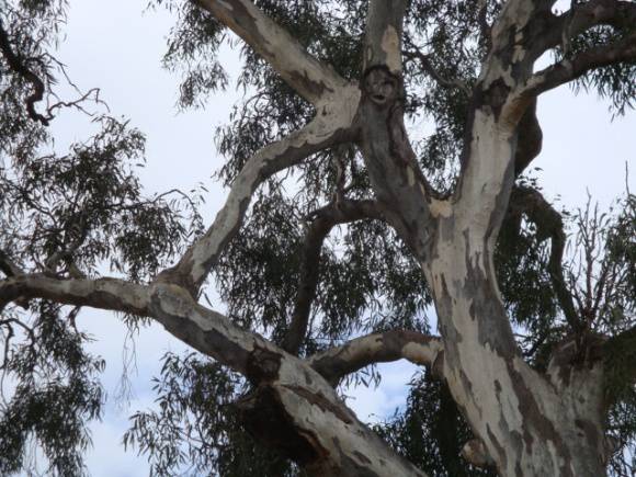 T11081 Eucalyptus camaldulensis 