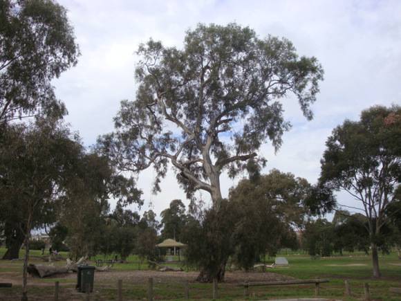 T11081 Eucalyptus camaldulensis