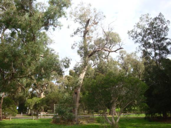 T11082 Eucalyptus camaldulensis