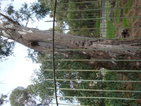 T11082 Eucalyptus camaldulensis