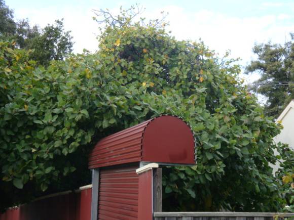 T12076 Ficus palmata