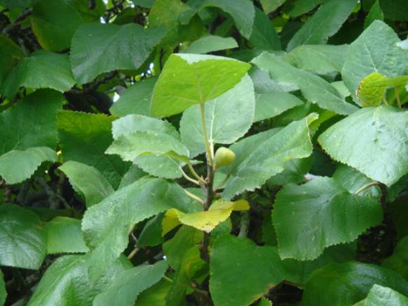 T12076 Ficus palmata