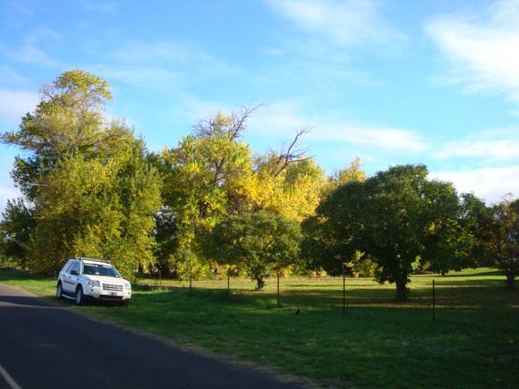 T11285 Maclura pomifera