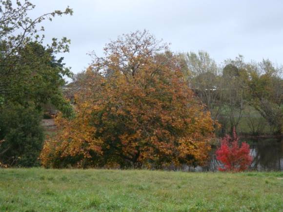 T11436 Acer platanoides