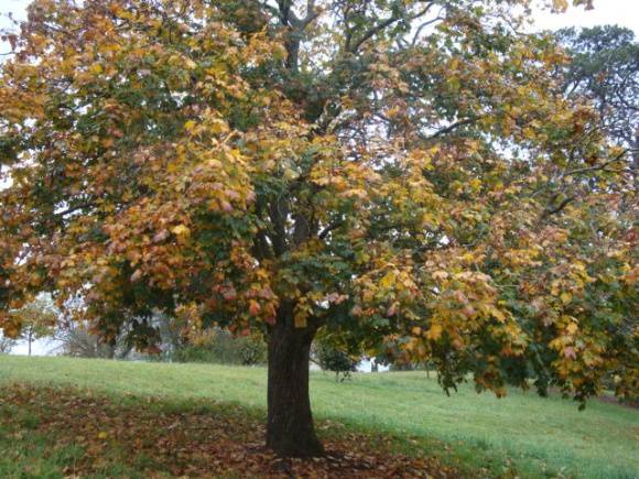 T11436 Acer platanoides