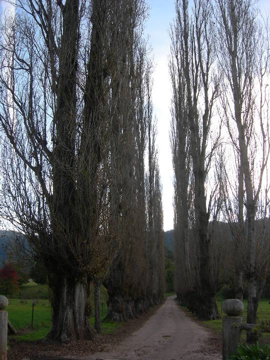 T11399 Populus nigra italica