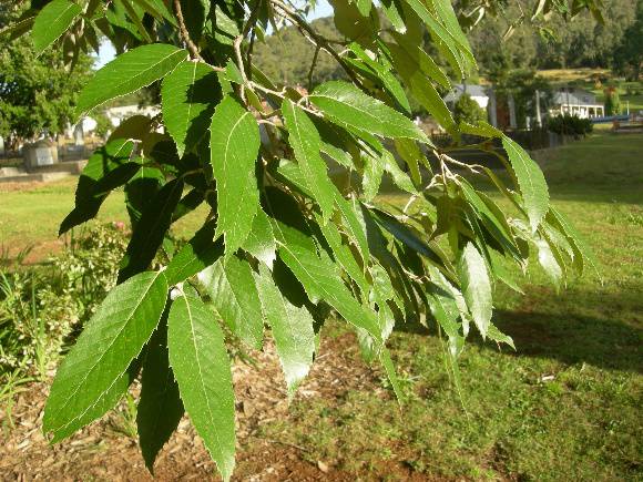 T11401 Quercus leucotrichophora