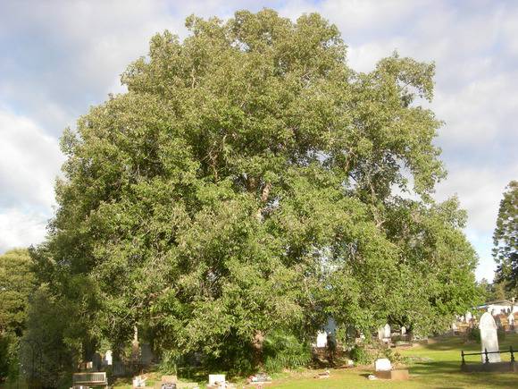 T11401 Quercus leucotrichophora