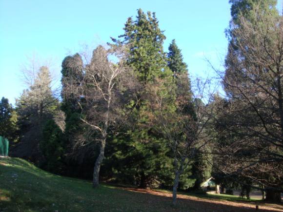 T11135 Japanese Umbrella Pine