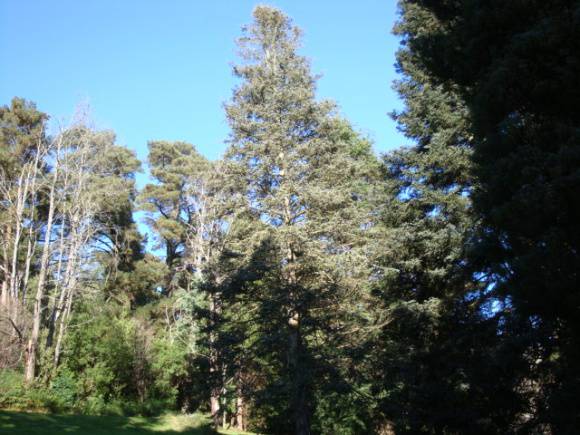 T11134 Colorado White Fir