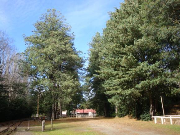 T12067 Bhutan Pine