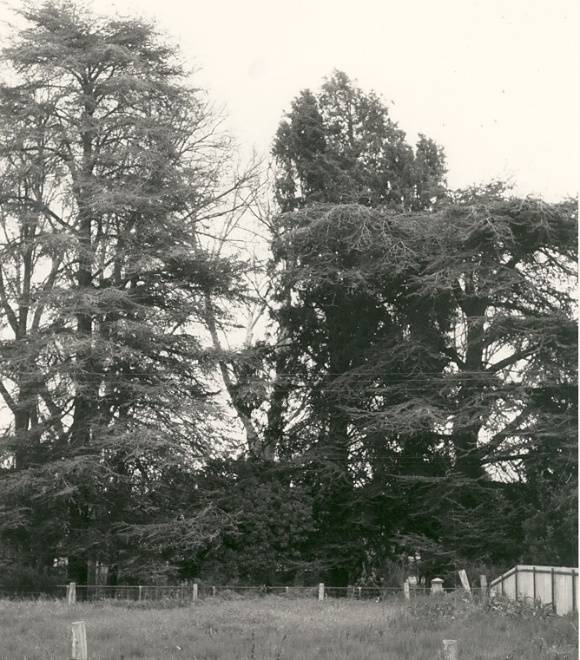 T11179 Cedrus atlantica f glauca