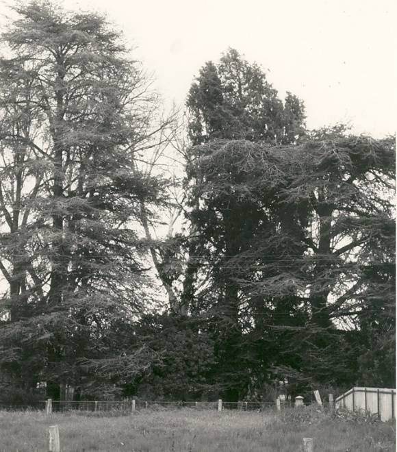 T11180 Cedrus atlantica fastigiata