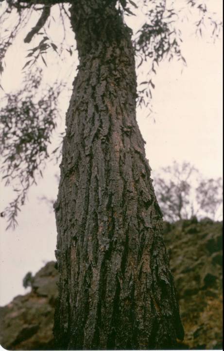 T11206 Santalum lanceolatum