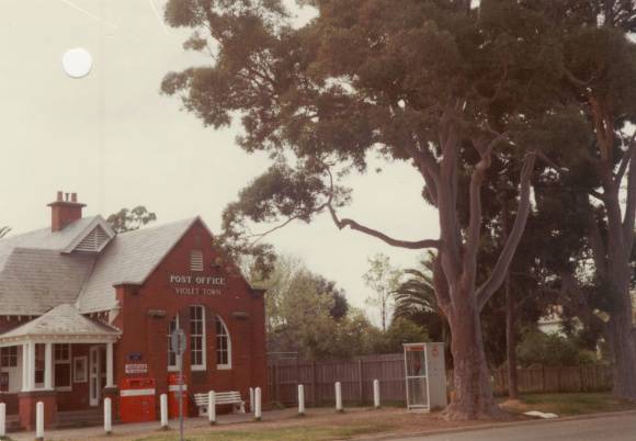 T11204 Angophora costata