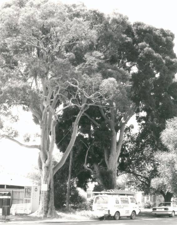 T11204 Angophora costata
