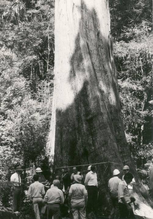 T11202 Eucalyptus regnans